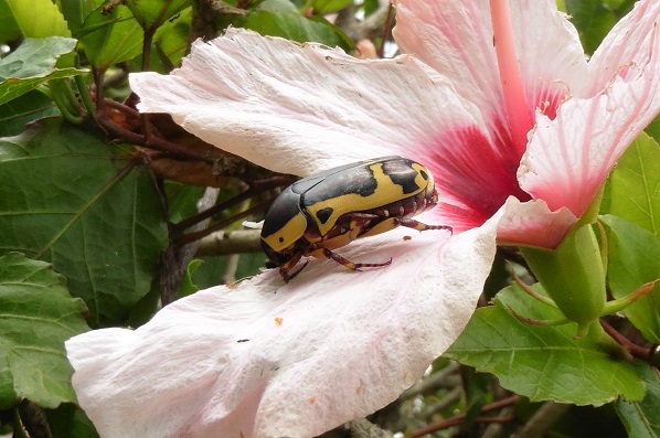 Pachnoda sinuata flavive (Cetoniidae) del Sudafrica